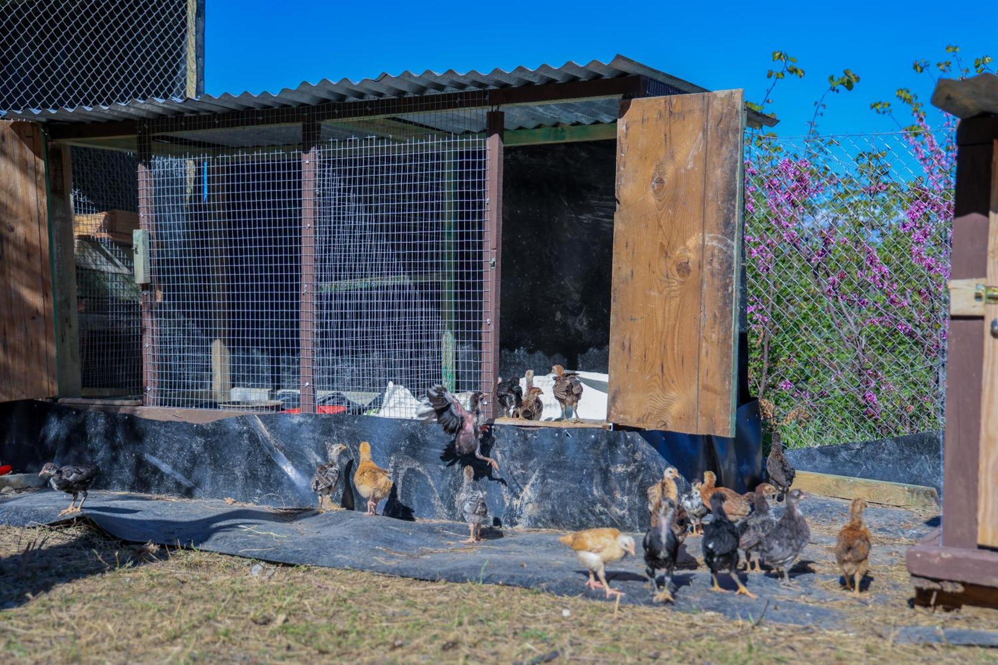 Villa Shpiragu Village Experience Berat Dış mekan fotoğraf