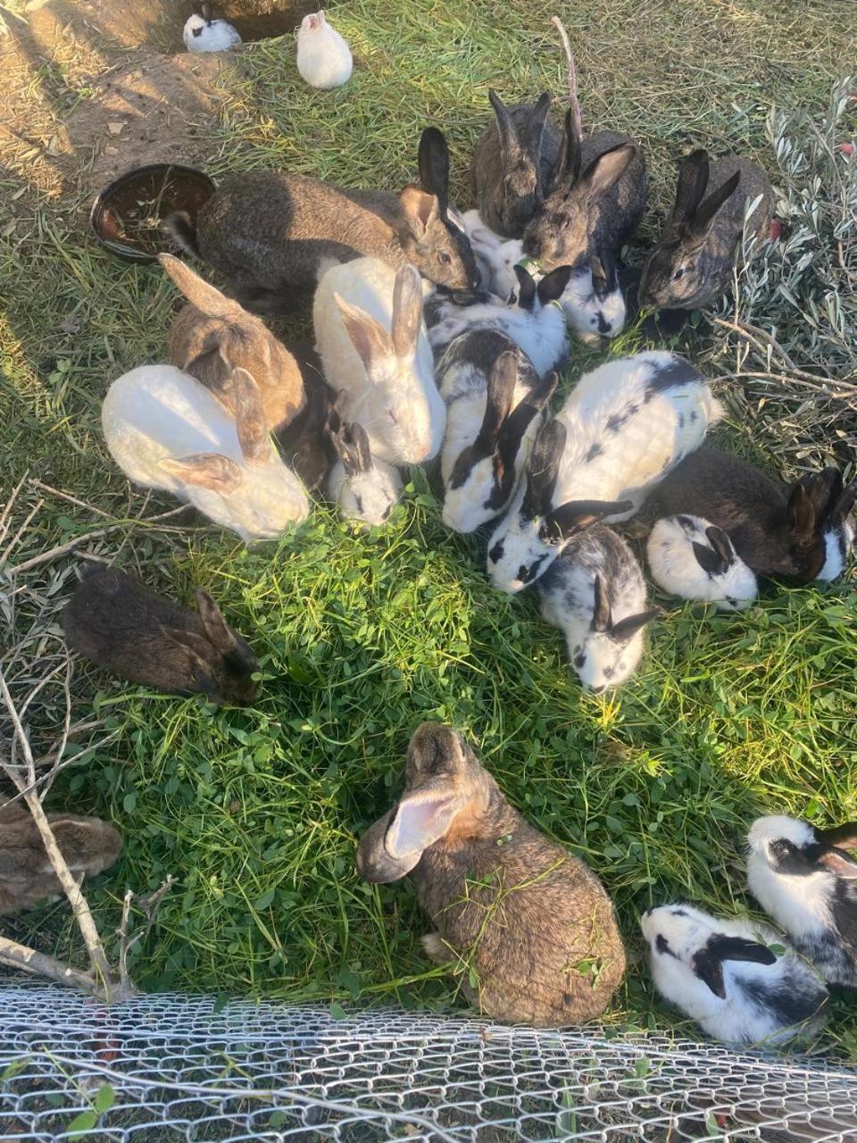 Villa Shpiragu Village Experience Berat Dış mekan fotoğraf